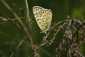 butterfly on green leaf
