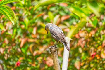 イソヒヨドリのうつむき