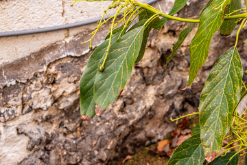 Persea americana pertenece a la familia de Lauraceae.