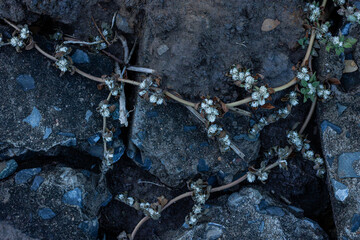 Close-up overhead view of dark stones with green plants and small white flowers growing among them. Represents nature and texture.   © Nguyen Tuan