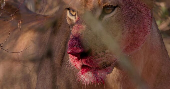 Close up of a collard lioness' (panthera leo) bloody face scanning the surroundings after feeding during the morning in Kenya.