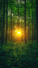 Fototapeta premium Forest's trees, green flora, sun's light in the middle