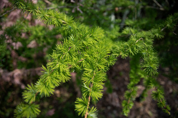 Young spring branches of larch. Close-up of green young needles of larch.
