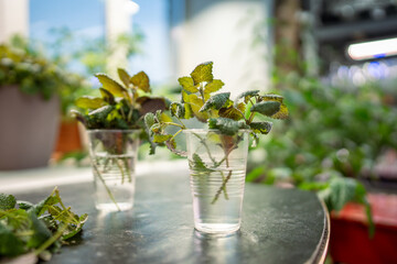 Freshly cut mint stem sits in water glass, transplanting and preparing to root. Propagation, new plant growing, root formation, home herb cultivation, cutting and division for home or market sale
