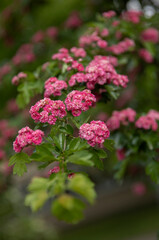 Hawthorn with profuse double pink flowers Crataegus laevigata, known as mid-latitude hawthorn, English hawthorn, forest hawthorn or Mayflower
