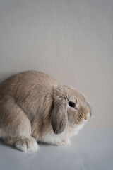 Fototapeta premium animal, hamster, rabbit, pet, rodent, mouse, mammal, isolated, fur, white, pets, cute, fluffy, domestic, bunny, small, furry, mice, brown, animals, funny, one, nature, studio, baby, young