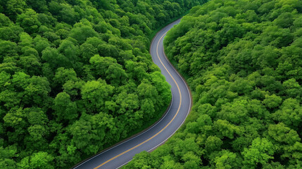 Winding road surrounded by lush green forest in daytime