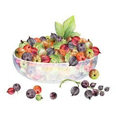 Currant gooseberry, scattered clusters leaves in glass, hand drawn in watercolor, ripe picked garden berry harvest, casseille jostaberry. Isolated illustration. Food blogs, cookbook, farmers market