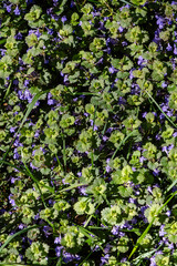 Fototapeta premium Spring green grass with blue flowers in the meadow. Poland