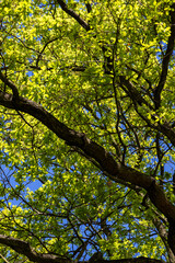 Spring green foliage on ancient oak branches in the forest. Spring landscape. Poland