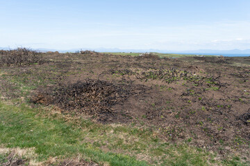 Controlled gorse burning site with the burnt, charred remains of bushes and earth on heathland against a blue sky.