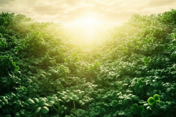 Lush green foliage, bathed in golden sunlight, creates a radiant landscape.
