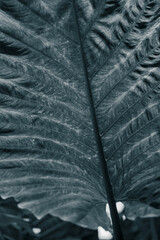 Beautiful big green leaves with natural patterns