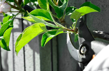 przycinanie sekatorem odrostów na jabłoni wiosną, młode pędy jabłoni cięte sekatorem ręcznym, pruning of apple tree shoots with pruner in spring, young apple tree shoots cut with hand pruner
