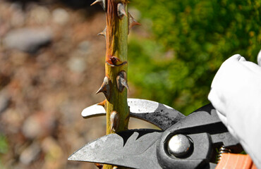 przycinanie róż sekatorem wiosną, pędy róż cięte sekatorem, ręczne przycinanie krzewu róży, pruning roses with pruner in spring, rose shoots cut with pruner, hand pruning the rose shrub © kateej