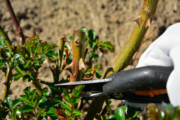 przycinanie róż sekatorem wiosną, pędy róż cięte sekatorem, ręczne przycinanie krzewu róży, pruning roses with pruner in spring, rose shoots cut with pruner, hand pruning the rose shrub © kateej