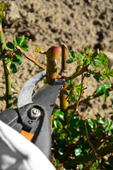 przycinanie róż sekatorem wiosną, pędy róż cięte sekatorem, ręczne przycinanie krzewu róży, pruning roses with pruner in spring, rose shoots cut with pruner, hand pruning the rose shrub © kateej