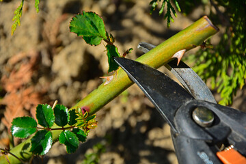 przycinanie róż sekatorem wiosną, pędy róż cięte sekatorem, ręczne przycinanie krzewu róży, pruning roses with pruner in spring, rose shoots cut with pruner, hand pruning the rose shrub © kateej