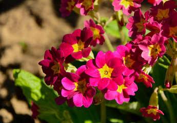 pierwiosnek wyniosły, Primula elatior, czerwone kwiaty pierwiosnka z żółtym oczkiem, kwitnący pierwiosnek, red primrose flowers, true oxlip
