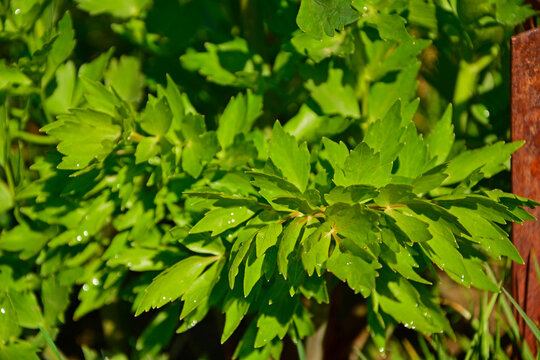 zielone liście lubczyku, młody lubczyk w ogrodzie, lubczyk ogrodowy, Levisticum officinale, Lovage, green lovage leaves, young lovage in the garden, garden lovage,