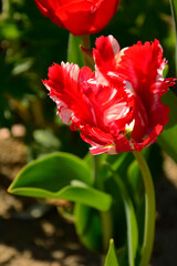 biało-czerwony tulipan papuzi w ogrodzie, piękny czerwony tulipan, red and white parrot tulip in the garden
