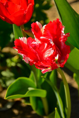 biało-czerwony tulipan papuzi w ogrodzie, piękny czerwony tulipan, red and white parrot tulip in the garden
