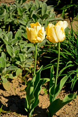 Obraz premium żółte tulipany papuzie w ogrodzie, piękne żółte tulipany, yellow parrot tulips in the garden, Tulipa 