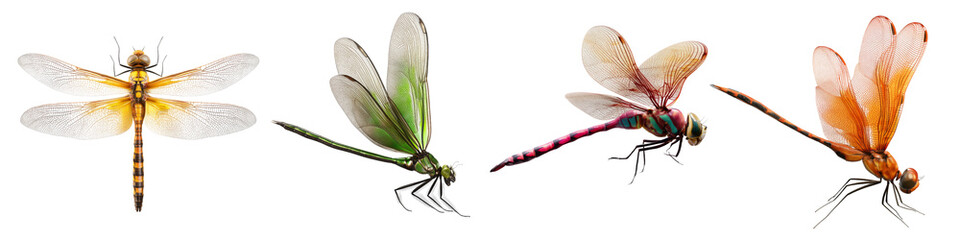 Collection of dragonflys flying pose isolated on white or transparent background