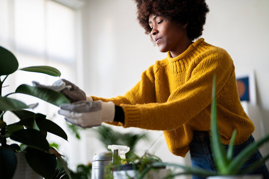 A woman wearing gloves gently cleans the leaves of her houseplant. She is wearing a yellow sweater and jeans in a bright, modern room.