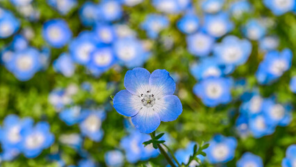 Nemophira/ネモフィラの花