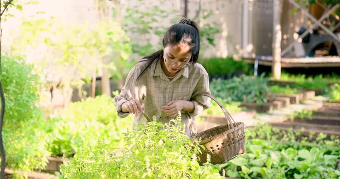 Asian woman gardener harvesting fresh basil leaves in backyard organic garden, holding wicker basket, sunny morning, lush greenery around, sustainable living, self-sufficient lifestyle, peaceful