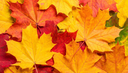 Fototapeta premium Warm Autumn Leaves Background