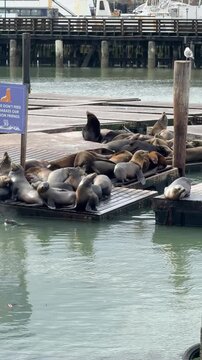 Sea Lions are active and sunning on a lopsided dock in San Francisco California marina STATIC SHOT