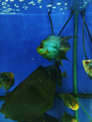 Cichlids Flowerhorn small fish in aquarium on blue water background
