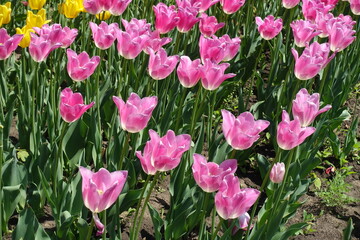 Many bright pink flowers of tulips in mid May