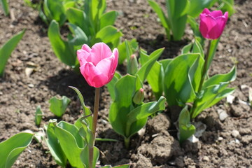 Two pink flowers of tulips in April