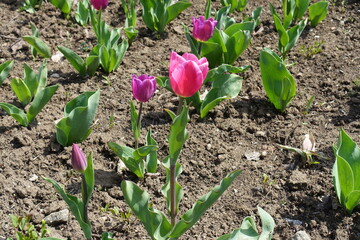 Several pink flowers of tulips in April
