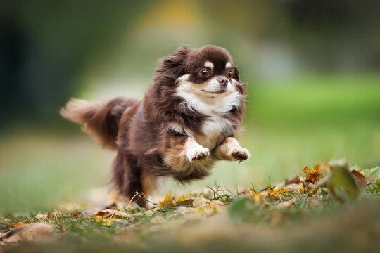 happy old chihuahua dog running outdoors in autumn
