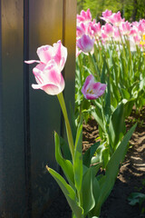Vibrant pink flowers of tulips in mid May