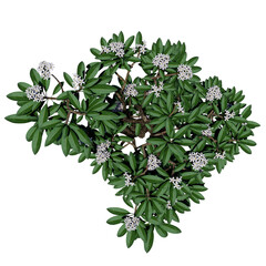 Plumeria tree or frangipani tree with white flowers isolated. ancient plumeria tree