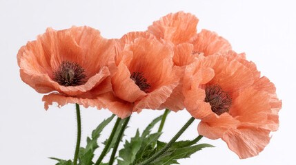 Orange poppies in blooming parade, whispering tales of Remembrance Day and Persephone's spring revival, vibrant petals aflame