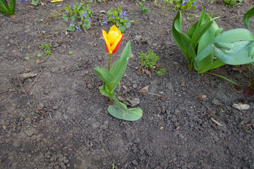 1 red and yellow flower of tulip in April