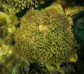 Beautiful colorful corals on underwater rocks, Koh Lipe, Tarutao National Park, Satun Province, Thailand.