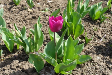 A flower of magenta colored tulip in April