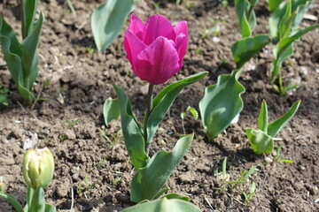 Close view of one magenta colored flower of tulip in April