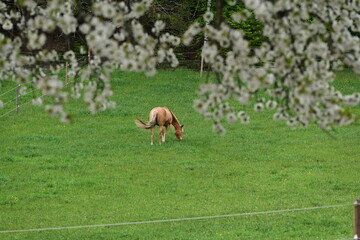 Frühling auf der Pferdeweide. Schönes Pferd auf der Wiese unter blühendem Kirschbaum