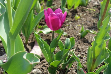 Magenta colored flower of one tulip in April