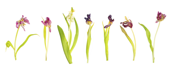 set Withered tulip isolated on white background. Symbol of fading beauty, emotional decay and passage of time. Conceptual image. isolated on white background. Isolated on transparent background. PNG 