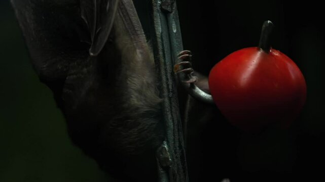 Extreme close-up 4K video of Egyptian fruit bats hanging onto a chain feeding on fruits and vegetables in enclosed habitat. The bats display natural behaviour as they fight for position to feed
