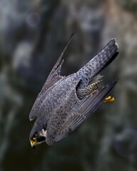 Peregrine falcon in a dynamic flight pose against a blurred background. Capturing the speed and agility of this magnificent bird of prey.